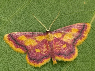 Idaea muricata