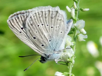 Polyommatus (Meleageria) daphnis