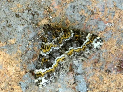 Hospitalia flavolineata