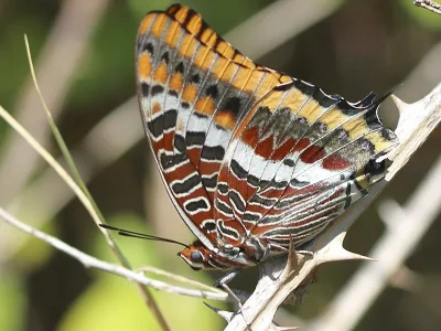 Charaxes (Charaxes) jasius