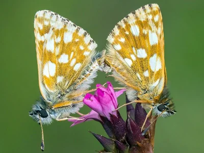 Spialia orbifer