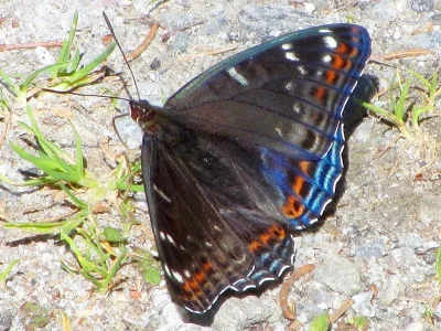 Limenitis populi