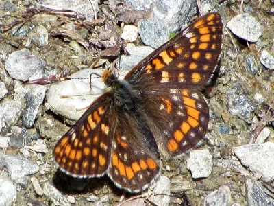 Euphydryas intermedia