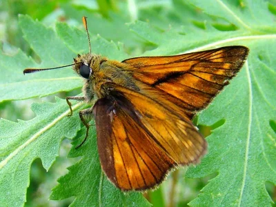 Ochlodes sylvanus