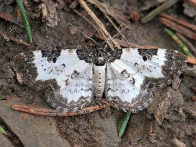 Melanthia alaudaria