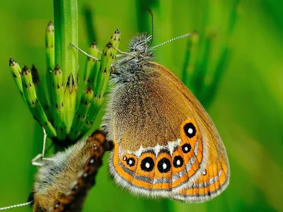 Coenonympha hero