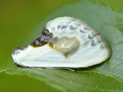 Cilix glaucata