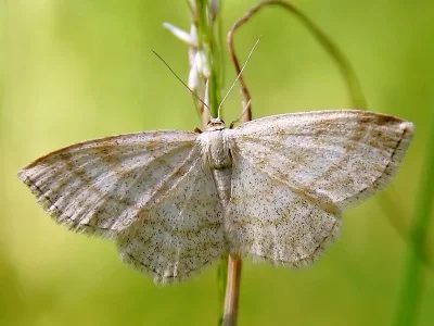 Scopula (Ustocidalia) ternata
