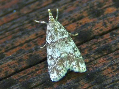 Eudonia lacustrata