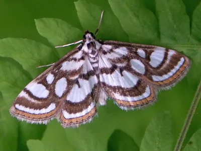 Nymphula nitidulata