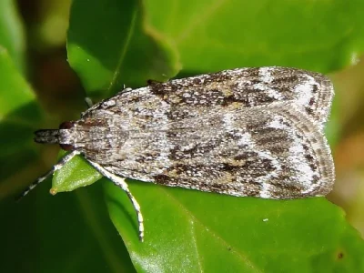 Scoparia basistrigalis