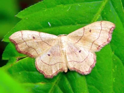 Idaea emarginata