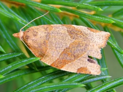 Pandemis cinnamomeana