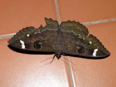 Erebus hieroglyphica