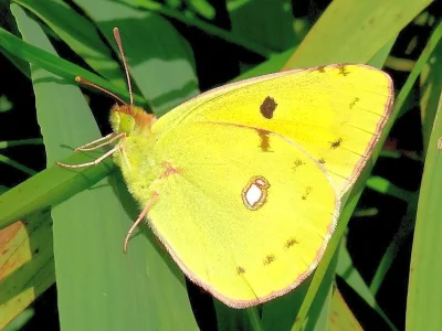 Colias croceus