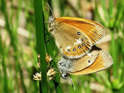 Coenonympha arcania
