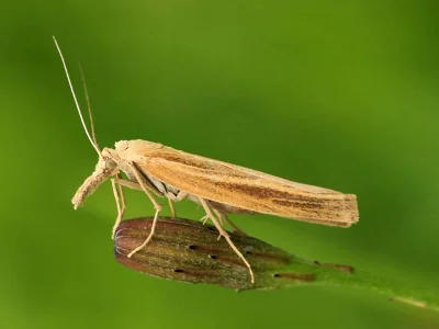 Agriphila tristella
