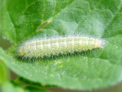 Emmelina monodactyla