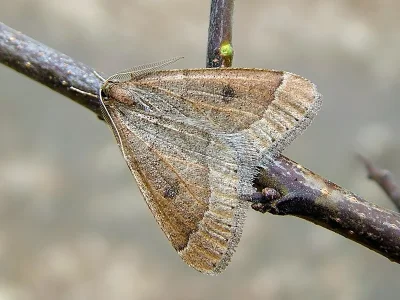 Theria primaria