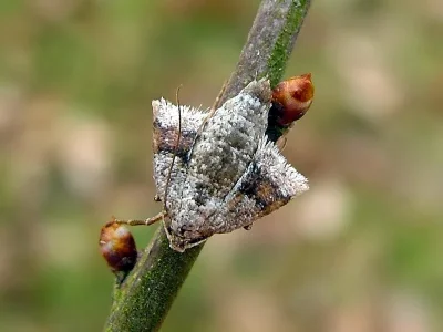 Theria primaria