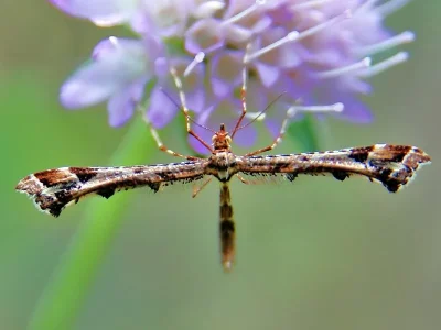 Amblyptilia punctidactyla