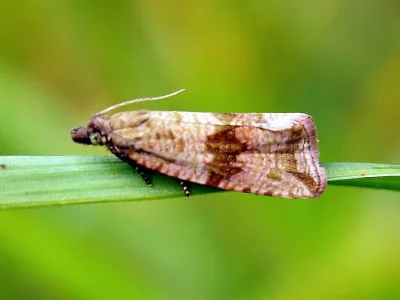 Celypha striana