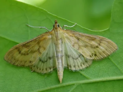 Paratalanta pandalis