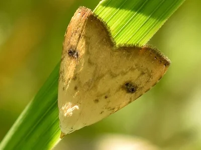 Rivula sericealis