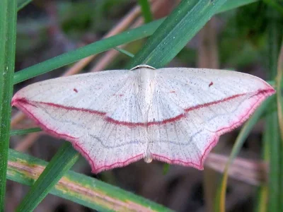 Timandra comae
