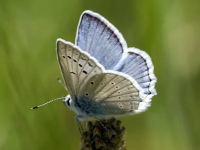 Polyommatus (Meleageria) daphnis