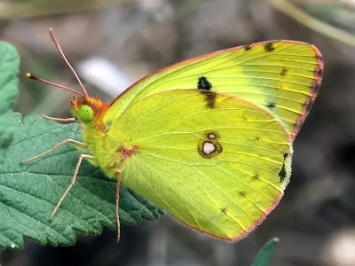 Colias alfacariensis