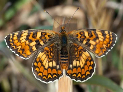 Melitaea phoebe