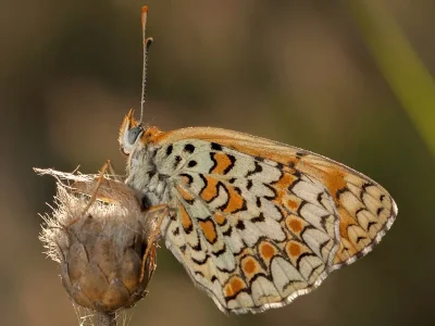 Melitaea phoebe