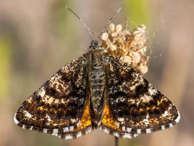 Isturgia (Bichroma) famula
