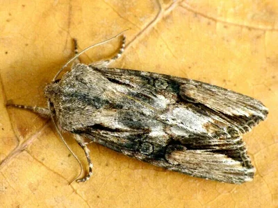Egira conspicillaris