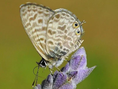 Leptotes pirithous