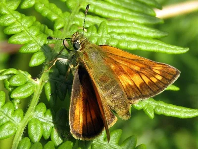 Ochlodes sylvanus
