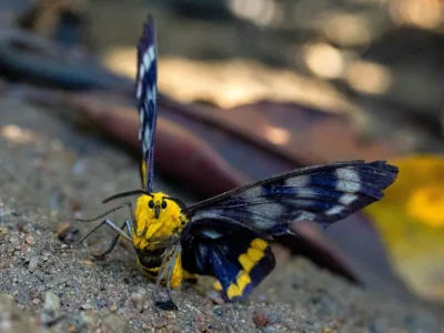 Dysphania numana