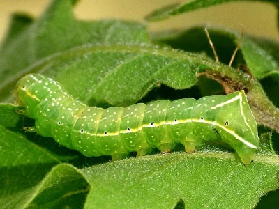 Amphipyra (Amphipyra) pyramidea