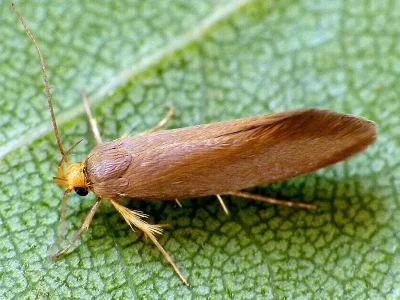Crassa unitella