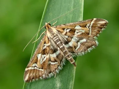 Diasemia reticularis