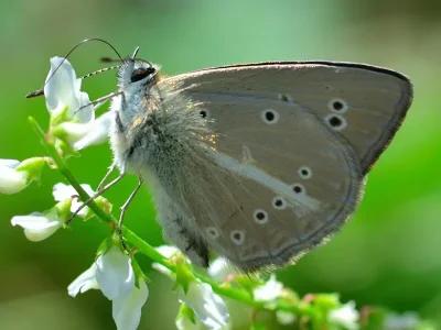 Polyommatus (Agrodiaetus) ripartii