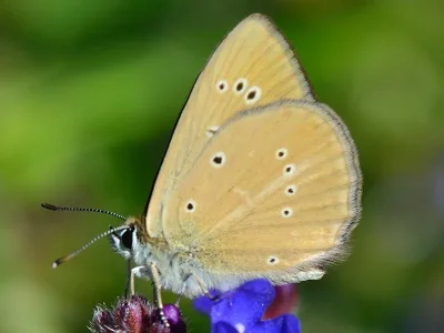 Polyommatus (Agrodiaetus) eleniae