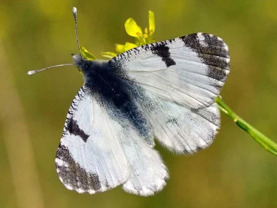 Euchloe (Euchloe) ausonia