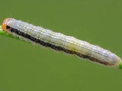 Apamea (Apamea) scolopacina