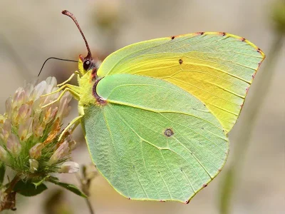 Gonepteryx cleopatra