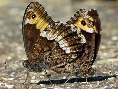 Hipparchia (Hipparchia) fagi