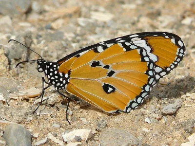 Danaus (Anosia) chrysippus