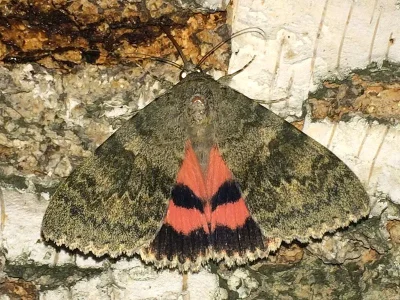 Catocala elocata