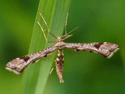 Platyptilia gonodactyla